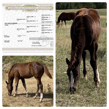 ALG Jack N Ginger - Sired by Blackgold Jack, and out of SPD Sassy Doll. 2021 Chestnut Filly, Superstakes, CBHI, CBHI Mare Incentive, Western Fortunes, The Breeders Elite eligible filly. SOLD! Thanks To Mark & Randa Nugent for their purchase of "Ginger".