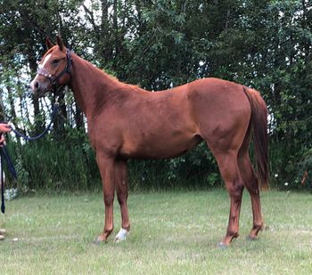 ALG LITTLE MISSY "Missy" is a 2018 Sorrel Filly, sired by Little Lenaroo , and out of ALG Sonnys Bunny. Eligible incentives include CBHI, VGBRA, Superstakes, Western Fortunes and The Breeders Elite. She is an amazingly beautiful mover, that is elevated in the shoulder/wither, but can really get under herself. She stands 15.2 now. A gentle giant, but has a big move, and light feet. She's a dream to ride! Videos available. $15,000 Update: CONGRATS to Makayla Willows and ALG Hez Gotta Hemi for their SUPERSTAKES placing in a TOUGH TOUGH 2020 CBHI Derby. "Hemi" is a full sibling to this filly.