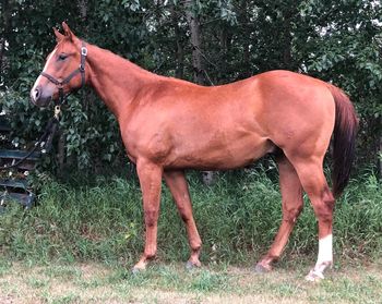ALG Heck Ya Ol Son "Chevy" 2019 Sorrel Gelding, sired by Little Lenaroo, and out of ALG Sonnys Bunny (full sibling to 1D Gelding and Superstakes Earner, ALG Hez Gotta Hemi". This gelding is big, kind, and has a great start by Pristine Performance Horses. Eligible incentives include Superstakes, CBHI, Western Fortunes, The Breeders Elite and VGBRA. $12000