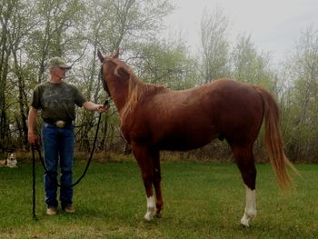 ALG Littlestreakaroo is SOLD!!!! 2011 Sorrel Gelding, with chrome, chrome and a little more chrome! His breeding says that he will be able to run and turn - great mix of run x cow breeding. Light mover that should make a great barrel horse prospect. He is paid into the CBHI Superstakes, making him eligible to compete for huge $$$ in his futurity and derby years. CLICK HERE TO VIEW THE PAYOUT!!!! Also eligible for the Canadian Supreme and Reining Alberta incentives. UPDATE: Has completed training with Dwight Dokken and Jesse Rempel, and has a really nice handle - video available. Beautiful mover, lots of collection, excellent on his leads, stops, turn arounds, already...he has a tremendous foundation for advancement in his training. MANY THANKS TO KIM COOPER ON HER PURCHASE OF "LEMIEUX". WISHING THEM THE VERY BEST OF LUCK TOGETHER!