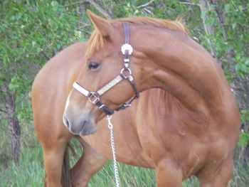 JT Super Fancy is sold!!!!! We can't say enough good about Fancy. She is the nicest-minded 4 yr old we've ever had! Very foundation bred, with Mr. Chant Bob and Two Eyed Jack on her paper. She is a very elegant, smooth moving, pretty mare, with an amazing disposition, and willingness to please... CONGRATULATIONS TO TURTLE RIVER RANCH ON THE PURCHASE OF FANCY!!!!