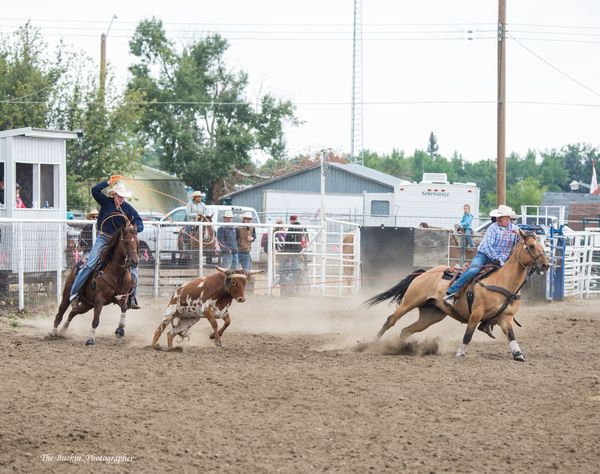"Banjo"
An unregistered Dun Gelding, "Banjo" has been in our trailer for about a year and a half. He was previously owned and ridden by Jonathon Drake, and has numerous CPRA accomplishments and earnings. He and Aaron have also done some winning, including numerous jackpot wins and placings, and some CCA and CRA rodeo earnings in 2017. "Banjo" is the quirkiest of them all - despite being about 16 years young, he's full of spook and snort, and loves to act like a scared colt at times - but in the arena, he's all business and no bluff. An exceptionally strong head horse that knows his job.