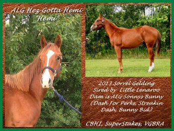 ALG Hez Gotta Hemi IS SOLD!!! 2013 Sorrel Gelding who is sired by Little Lenaroo, and out of ALG Sonnys Bunny (Sonny Perks x Dash for Perks, Streakin Dash and Bunny Bid). This gelding is BIG for our program. He should mature to 15.2 to 15.3. He is paid into the CBHI Superstakes, so will run for the big Futurity $$$$$ in 2018. Also eligiible for VGBRA incentives. He was started by Craig Storbakken in the fall of 2015, and has just resumed his formal training as of March 2016. Just a beautiful horse to watch move - great motion and elevation. Video avaiable. THANK YOU TO JON & KELLEY DRAKE FOR YOUR PURCHASE OF "HEMI"!!