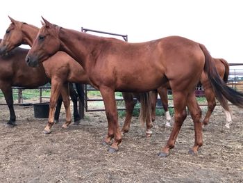 ALG Lil Dash of Sass "Charlee". Sorrel filly that was intended to stay with us a while longer than she did, but when the opportunity comes along to place a special horse, with special people, we take it. Sold to the Mastad Family, who will give "Charlee" all the opportunity in the world to be her best. Many thanks!