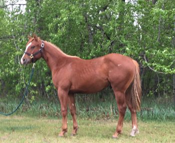 ALG MAXIMUS DASH. IS SOLD! 2018 Sorrel Colt sired by Little Lenaroo, and out of She Will Dash (Western Dash by First Down Dash and Lady Signature, By Yawl). CBHI, VGBRA, Superstakes. MANY THANKS TO LOGAN GROVES FOR CHOSING "MAX" AS HIS NEXT PROSPECT. WE CAN'T WAIT TO WATCH YOU TWO!