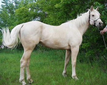ALG Major Flit Bar is sold!!!!!! 2008 filly by Flit Bar Trace, with Major Bonanza and Easily Smashed on the bottom side. A beautiful filly with a nice mind, racier build, and beautiful movement. She floats! . Her light palomino colouring is very striking - always popular! She is smart - learns quickly and retains what she's been taught. CONGRATULATIONS TO KAYLA KUNTZ ON THE PURCHASE OF "SHADE" UPDATE: "SHADE" is now owned by Colby Gilbert. Ran the fastest time at the "Crack Out" Jackpot in Cardston, AB, December 1, 2012. Watch for her in the 2013 Futurities!!!!!