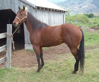Remedys Twistn Dolly "Twister" is a daugher of Lethal Remedy. Very nice disposition, great bone, and a beautiful hip - a compliment to any breeding program. She throws a lot of bone, foot and hip to all of her foals that we've raised, so far.We have been very pleased with her foals sired by Little Lenaroo, however have done some outcrosses with more running bred stallions that have been great. She currently has a beautiful, correct 2017 filly by BHR Light My Fire (x CS Flashlight) at side for 2017 that is perfect!