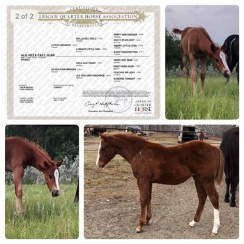 ALG Heza Fast Juan "John Wayne". Eligible Incentives include CBHI, Western Fortunes, The Breeders Elite and VGBRA. SOLD! Many thanks to Dayle Loeppky for her purchase of "John Wayne".