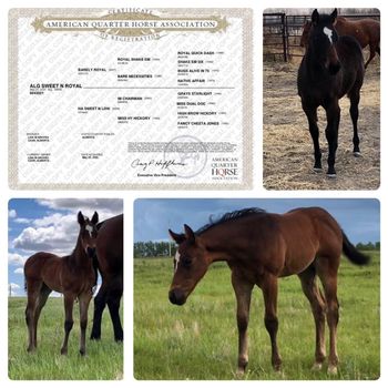 ALG Sweet N Royal "Gem" 2020 Bay Filly. Superstakes, CBHI, Western Fortunes, The Breeders Elite. $12,000