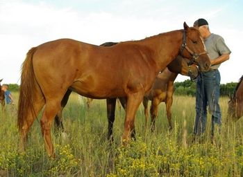 ALG La Jollas Honor IS SOLD! Sorrel filly by Honor The Perry, out of our Streakin La Jolla daughter, Driftin La Jolla (click for pedigree - see our Mare Page for pictures). A slighter built filly that is very light on her feet, and amazing to watch move. She is fast and fluent, with a lot of natural athleticism. This filly is double bred Streakin La Jolla, so should be able to fly! The owners of her Sire will be enrolling him in the CBHI and the SBRA Barrel Bonanza, so she will be eligible for incentive's through both of these great Canadian programs. CONGRATULATIONS TO KIM ASLESON, OF MAYERTHORPE, AB, ON THE PURCHASE OF "PIPPY"!