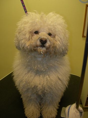 This dog came to our salon completely matted. We could not touch the skin because the coat was thick and tangled.