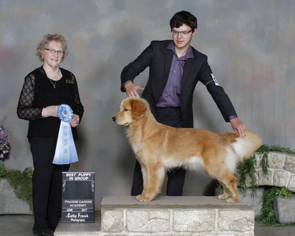 June 2017 Rebel and Ethan win Best Puppy in Sporting Group - And start collecting points towards her Championship. Go Team Rebel! Congratulations Ethan, for taking her from puppy hood, training classes and show classes to putting her first points on her. Onward and Upward! Go Team!
