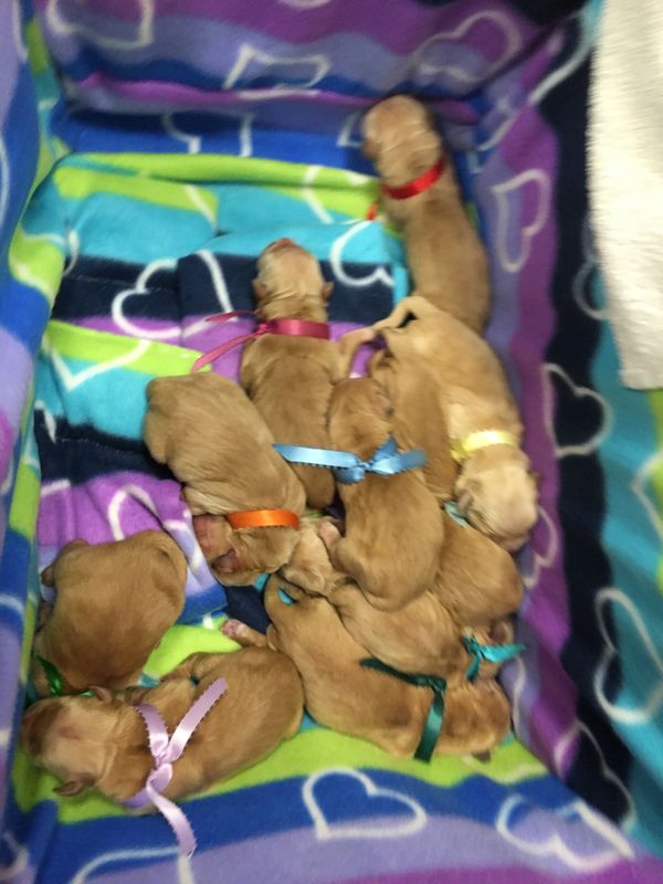 Puppies in the C section box at the vet! Worked like a hot damn! I love it. No more laundry basket for me. I am a convert!
