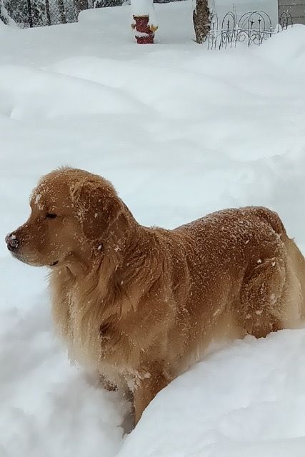 B enjoying some new fallen snow
January 2020