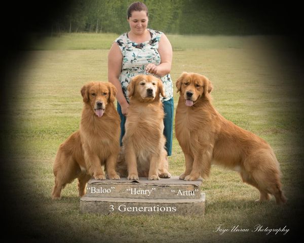 Three Generations. Baloo and his dad Henry and Arttu! Handsome boys!