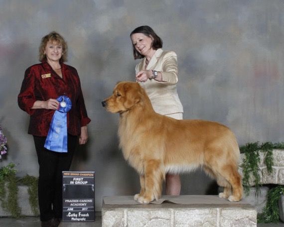 Arttu finishing off his GRAND Championship with some lovely wins this weekend at Balgonie June 16-18. Arttu went Best of Breed all Six shows, and added 3 Group 1st and a Group 3rd to his pile. Beautifully groomed and presented by Deb Wood. Thank you to the many judges who awarded our boy!