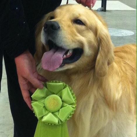 Winning Best Bred By Exhibitor in the Sporting Group June 2015