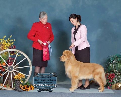 Arttu and Beth take Best Puppy in Group and Group 2 and Finish his Canadian Championship in style! Go Team Arttu!