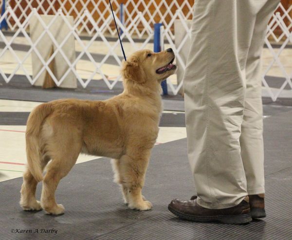 B and his Dad Cliff went Best Baby Puppy in Breed, Best Baby Puppy in Group, and Best Baby Puppy in Show... a nice start for his show career! Go Team B ! Professional photo by Karen A. Darby