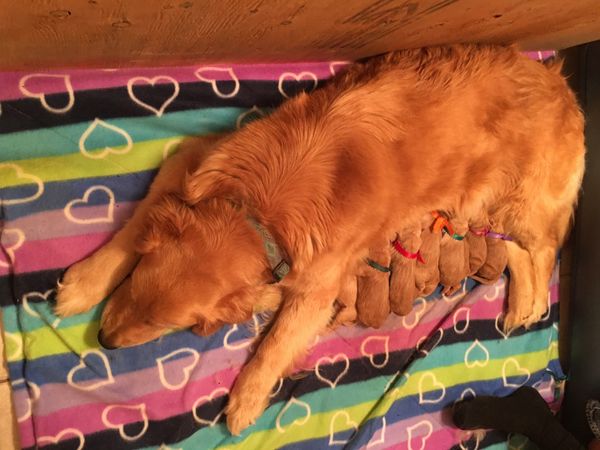 Cooper trying out the new whelping mat - looks like it is perfect!