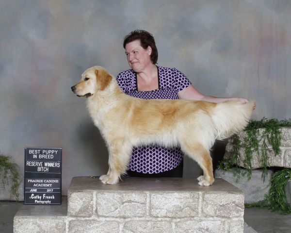 Nitro gets her first Championship point... going Best Puppy in Breed and Reserve Winners Bitch at 10 months of age. She is coming along nicely and starting to enjoy her time in the ring.