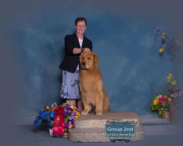Carol O'Callaghan and Arttu had a fun weekend in Winnipeg... Two Best of Breeds, 2 Select Dog, One Sporting Group 2 and 2 legs on his Rally O.