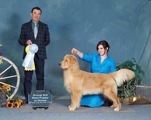 Arttu and Beth Take Best Puppy in Group and Group 3
Yeah Team Arttu!