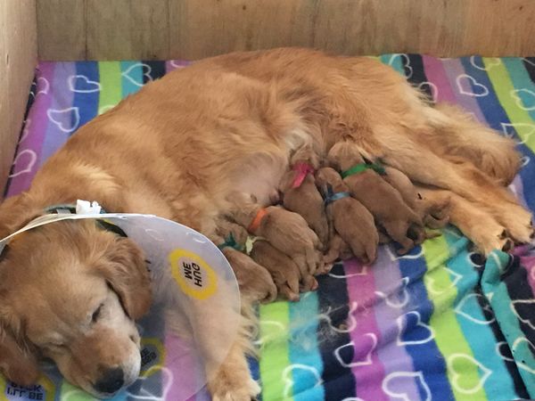 Nitro was born July 29th - along with her siblings now named "The Golden Nugget Casino Litter" She is Wedgewood Blue ribbon colour