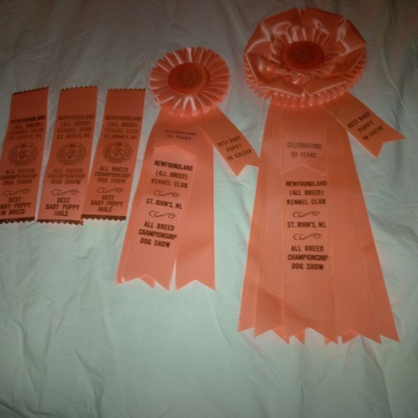 B's ribbons from his first show! Go Team B!