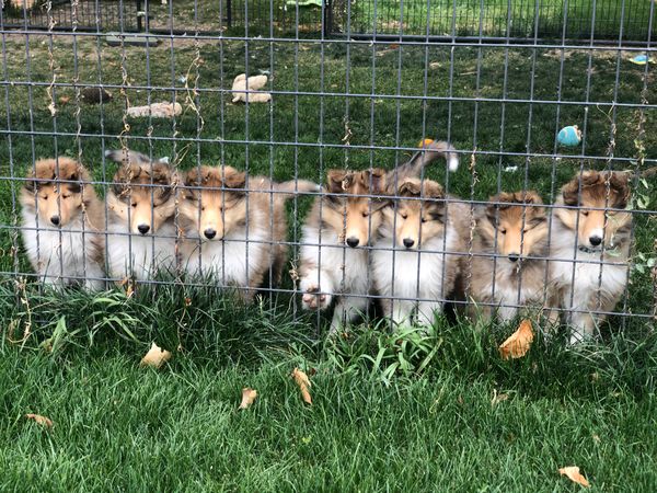 2020 Puppies sired by Jimmy.