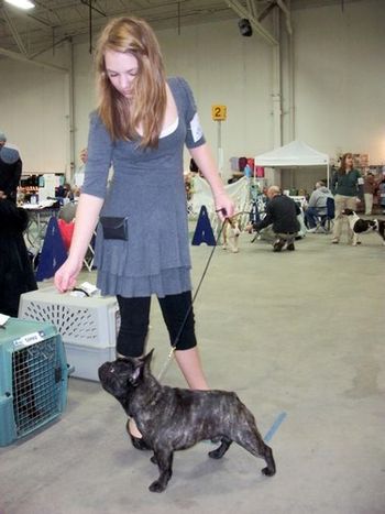 Samantha shows Dozer at his first show, she's brave to take a wiggly puppy in the ring, its no easy task.