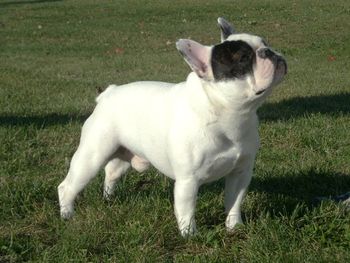 Howie is not only a top winning show dog, his temperament and sweet nature make him priceless, Pippa is very much like her dad Howie and mom Nadaya.