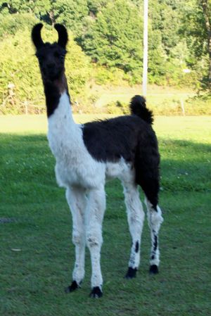 Ollendick Farms Zevariah