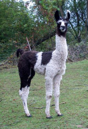 Ollendick Farms High Gear