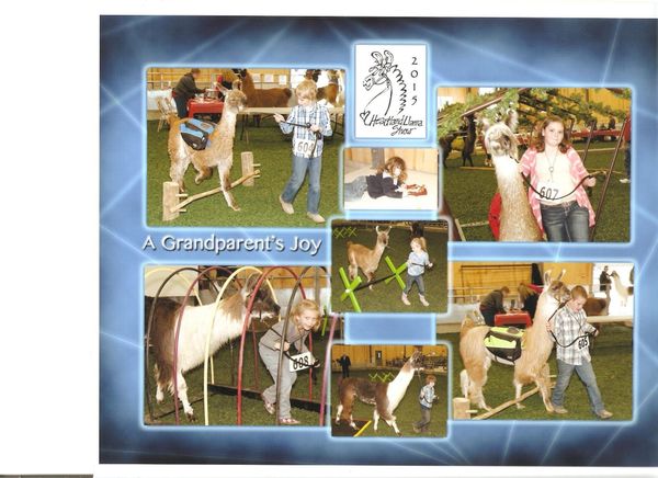 Grandkids showing their llamas