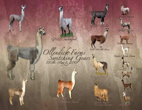 Ollendick Farms Switching Gears