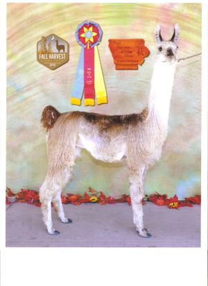 Ollendick Farms Custom Copy
