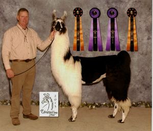 Sijama Zhazam
ID# 283535
DOB: 8-26-2011
Sire: Sijama Zambelli
Dam: FPL Elektra