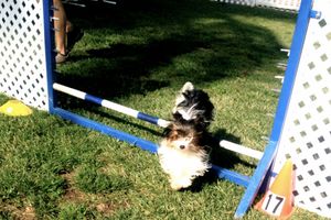 Another double jump - For small dogs her timing is perfect!