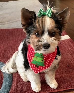 Christmas 2016!