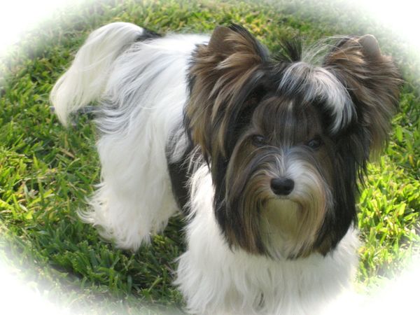 OUR FIRST SHOW QUALITY FEMALE. PRODUCED FIVE PUPS ON 11/12/12. PROUDLY, FIRST GENERATION MYSTICAL FAIRY TAILS AJAX WOOF & ATHENA ROSE BOTH HOLD THE KCUSA MASTERS, ARBA MASTERS AND THE INTERNATIONAL JUNGSTEN CHAMPIONSHIPS.
