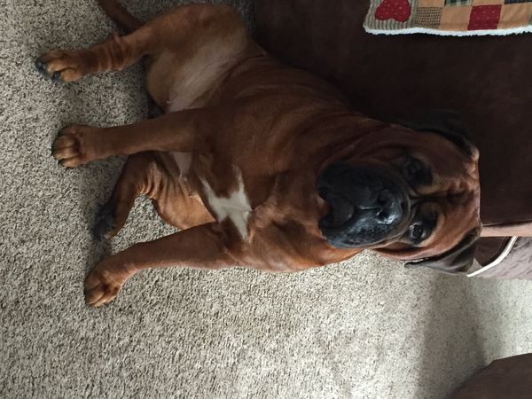 Daisy at 5 1/2 years old