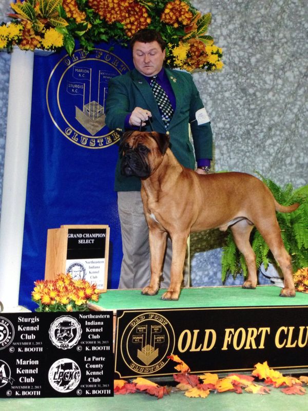 Boomer at 2 1/2 years old, November 2013
