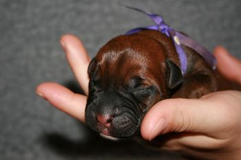 Purple polka dot girl who we call Morgan. She is a beautiful red. She and blue boy are buddies and can be seen together often.