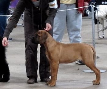 01/09/11 Ingham County Kennel Club, Spartan Mid-Winter Match. Landry wins Breed in 3-6 month Bullmastiff Puppy Class.