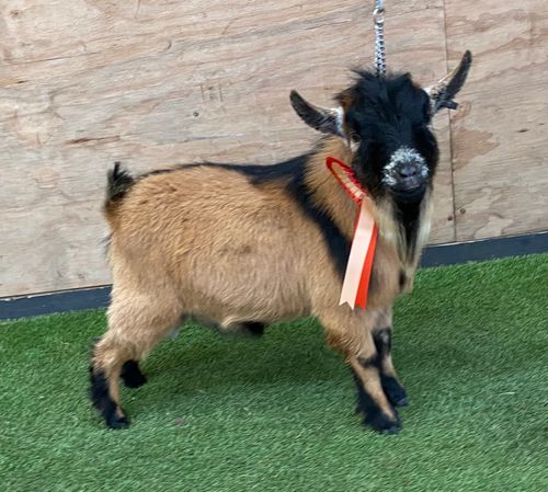 2021 Best of Breed RED HILL SHOW & BEST IN SHOW - Woodleigh School Show