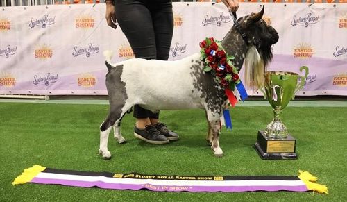 Riverstone Mr Boombastic BEST IN SHOW - 2022 SYDNEY ROYAL SHOW