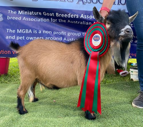 2021 BEST IN SHOW - Christmas Show