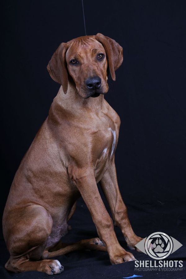 HERE IS OUR SIRE JORAH PICTURED AT 6 MONTHS OF AGE, GOLDEN WHEATEN WITH A CLEAR MASK