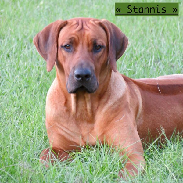 OUR BOY STANNIS IS REPRESENTATIVE OF OUR EARLY PROTOTYPE, A BIG HEADED, BIG BONED, DEEP RED WITH DARK MASK VARIETY